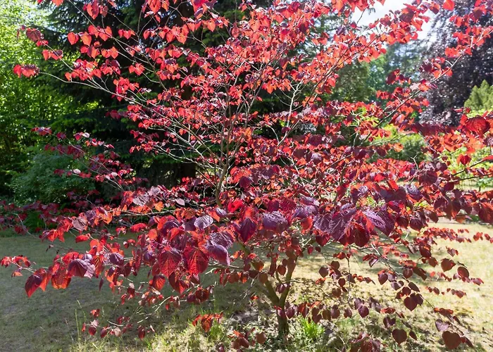 Krohse بوتسدام