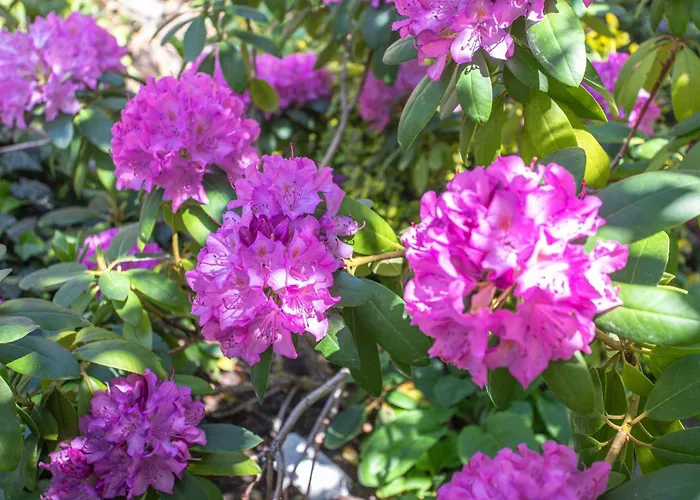 Krohse بيت للعطل *